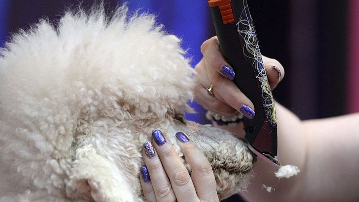 El sector de las mascotas reclama la apertura de peluquerías como una medida de higiene