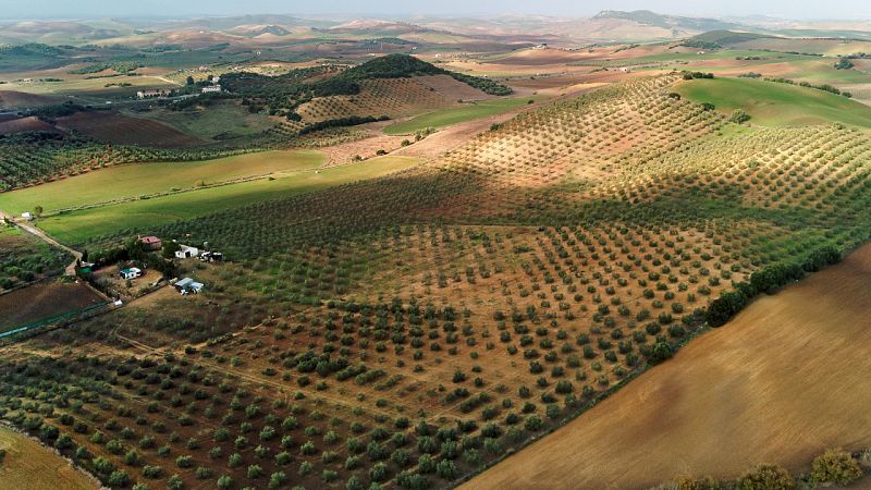 Agricultores en Sevilla: ''Si el campo no funciona, no funciona nadie''