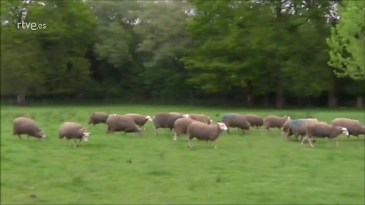 Especial Coronavirus - El campo busca compradores