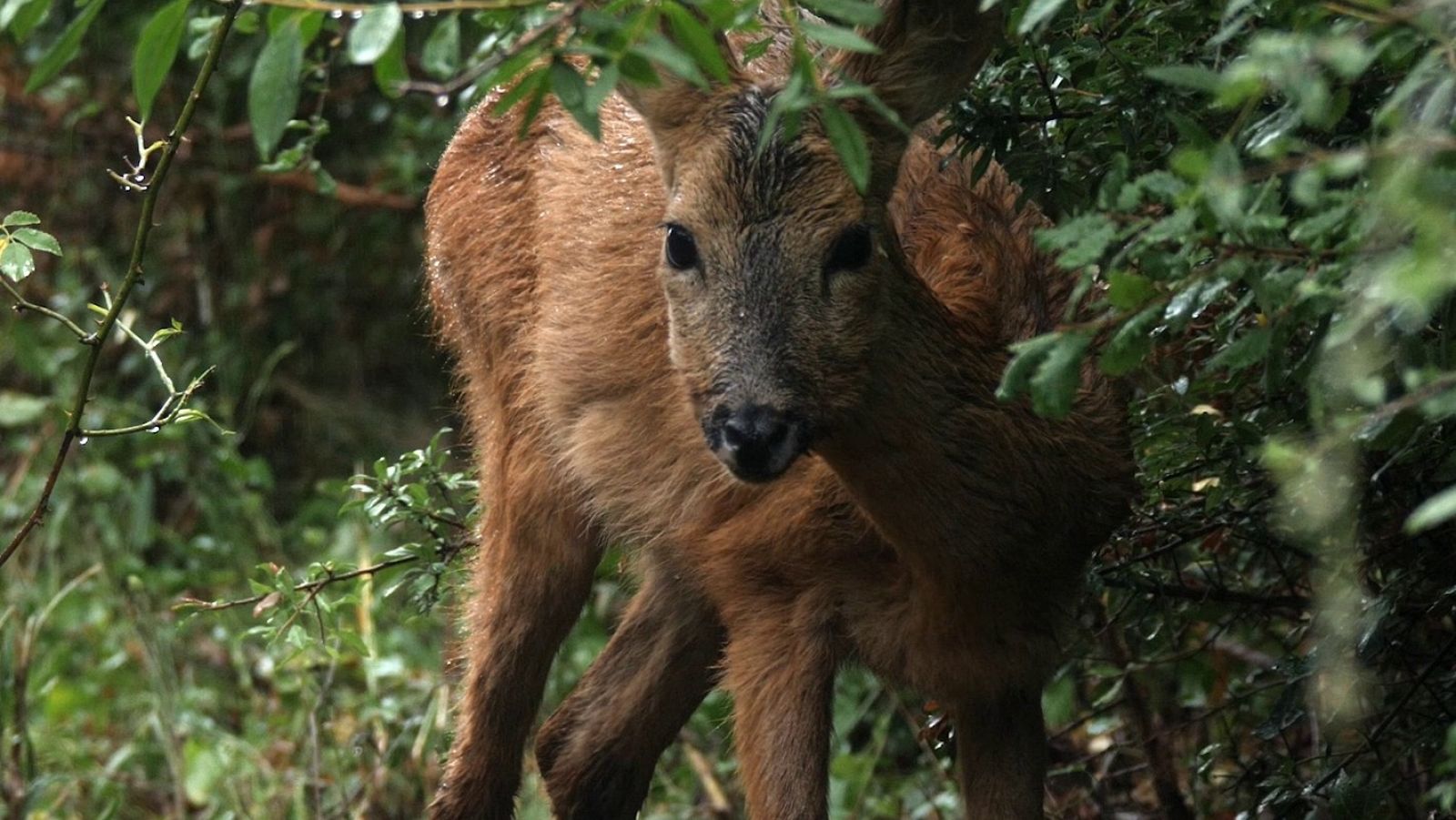 Juanma Bajo Ulloa: "El universo y la naturaleza  siempre nos dan una segunda oportunidad"