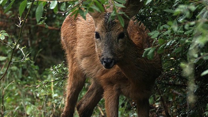 Telediario 1 - Juanma Bajo Ulloa: "El universo y la naturaleza  siempre nos dan una segunda oportunidad"