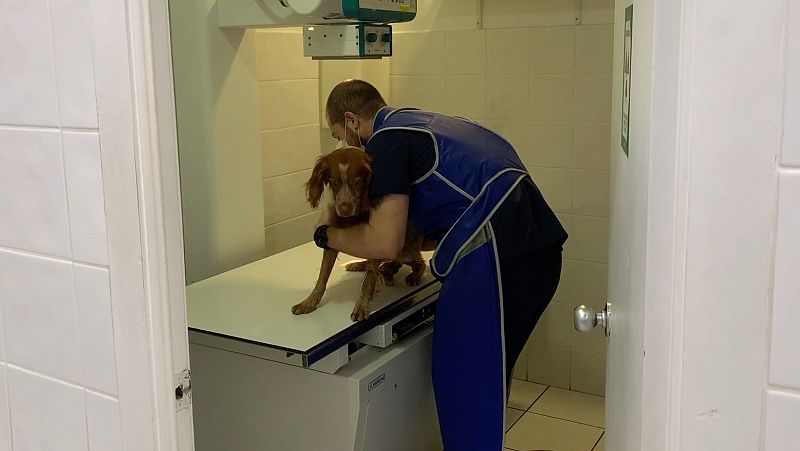 Veterinarios que siguen trabajando durante el confinamiento