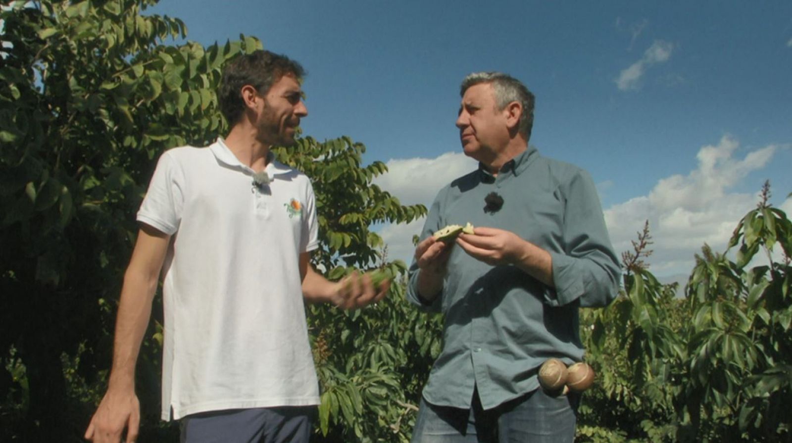 Cultivos tropicales en Granada 