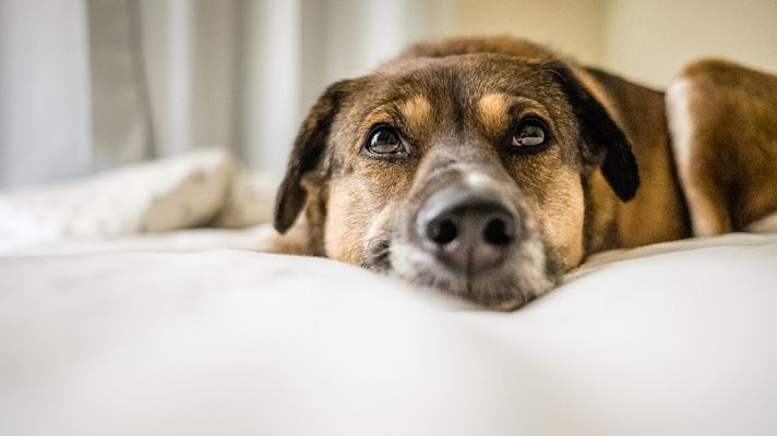 ¿Quién cuida a los animales de los más afectados?