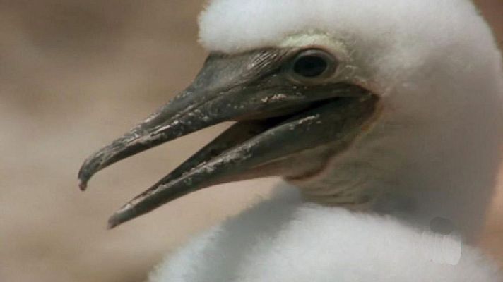 El hombre y la Tierra - La isla de los alcatraces