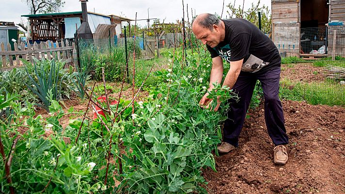 Telediario 1 - Desde éste sábado también se puede volver a abrir los huertos de autoconsumo