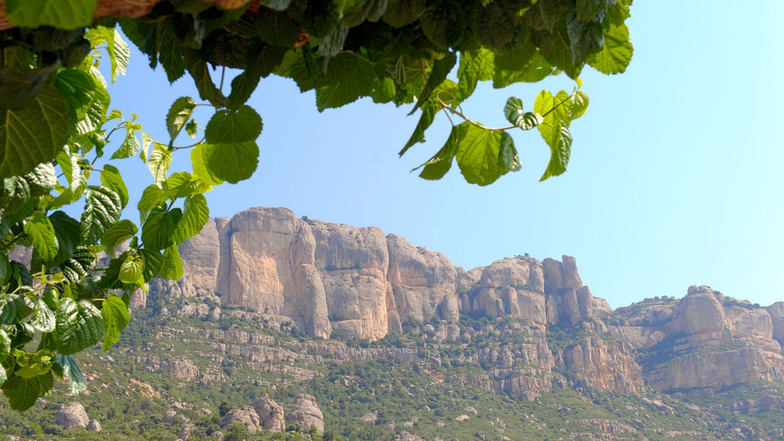 80 cm - Montsant - ver ahora