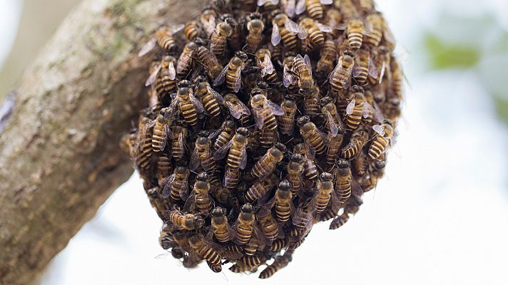 Telediario 1 - Los enjambres de abejas se multiplican por pueblos y ciudades durante el confinamiento por el coronavirus