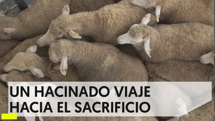 La travesía de 100.000 corderos rumbo a Arabia Saudí, sin garantías de 'bienestar'