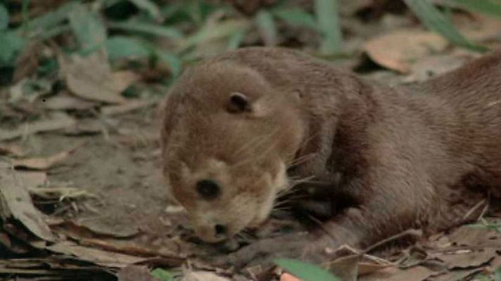 Mi amiga la nutria