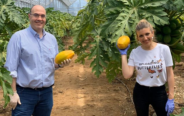 Aquí la Tierra - Los campos de Almería se llenan de papayas