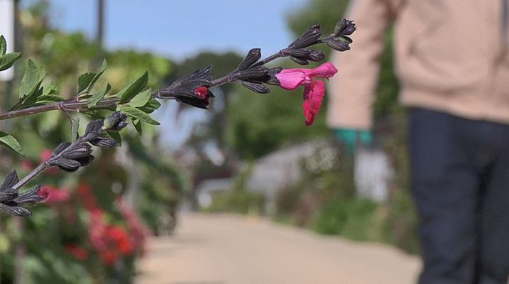 Las flores más castizas 