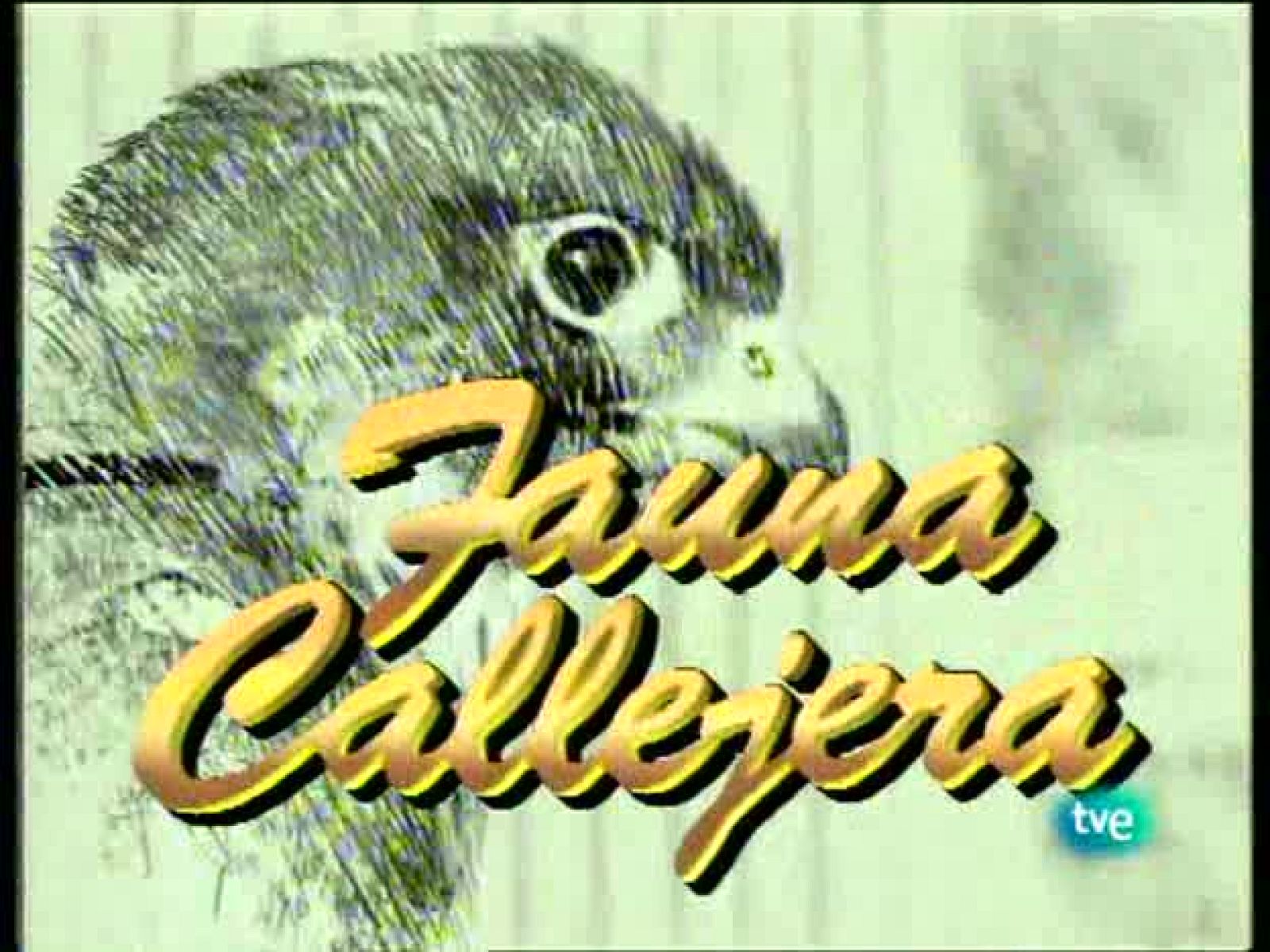 Fauna callejera - Mirar y ver - Fauna callejera | Ver