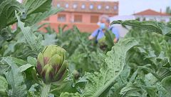 Aquí la tierra - ¿Sabías que la alcachofa es una inflorescencia?