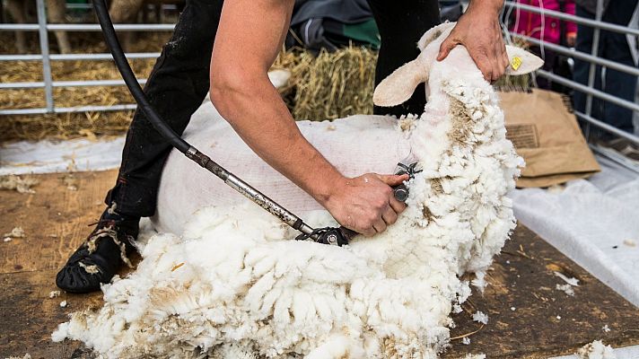Telediario 1 - Desde Uruguay para salvar la campaña de esquileo española