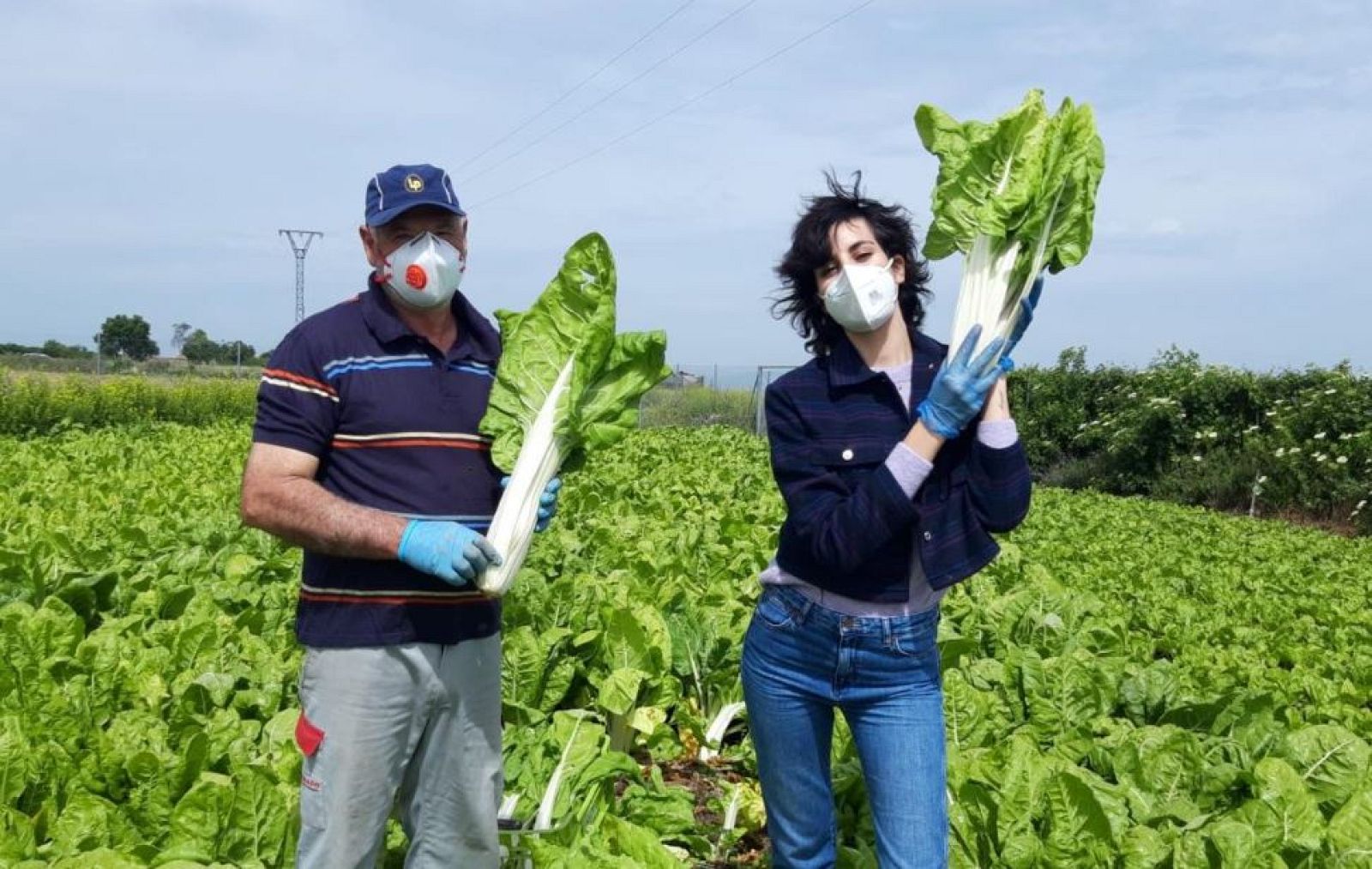 Acelgas, reinas de la huerta en Fuenlabrada