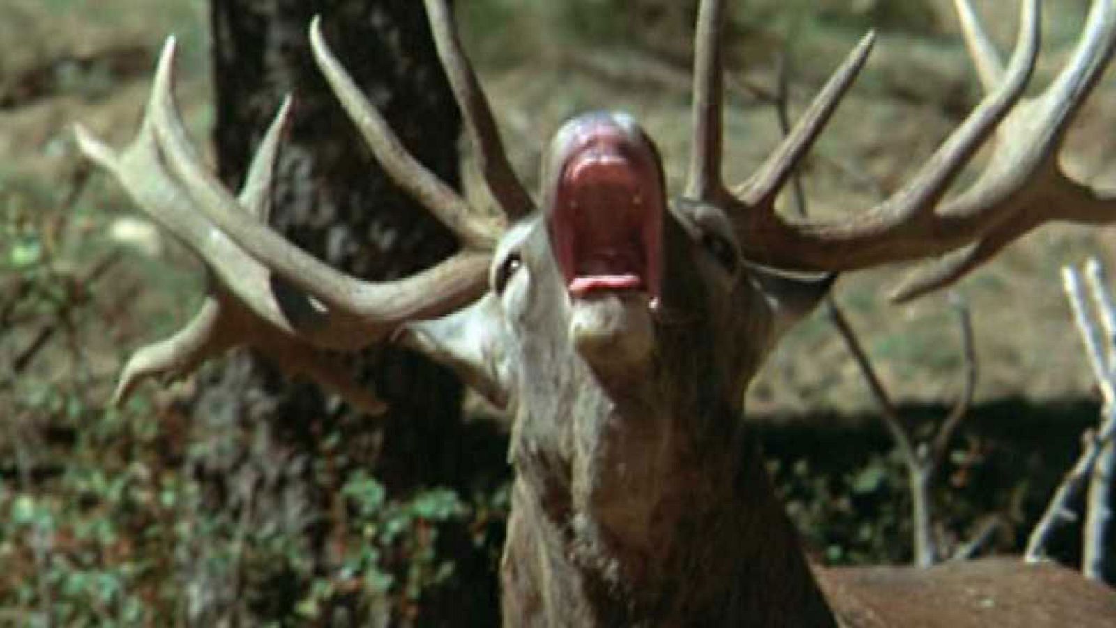 El hombre y la Tierra (Fauna ibérica) - Los prisioneros del bosque II - ver ahora