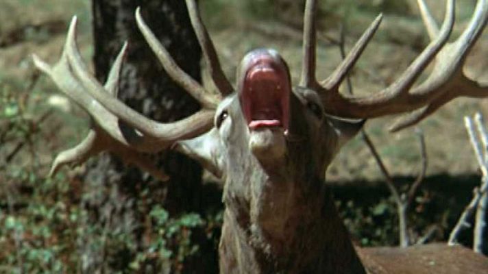 El hombre y la Tierra - Los prisioneros del bosque II