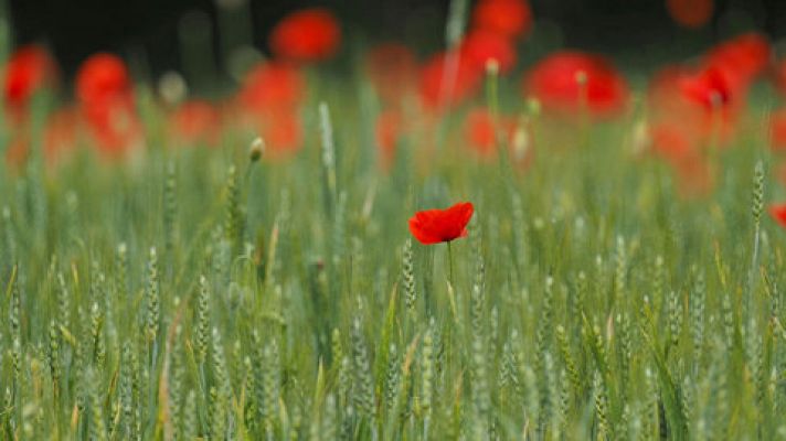 El tiempo - El viento soplará de componente norte en casi todo el país, flojo  en general
