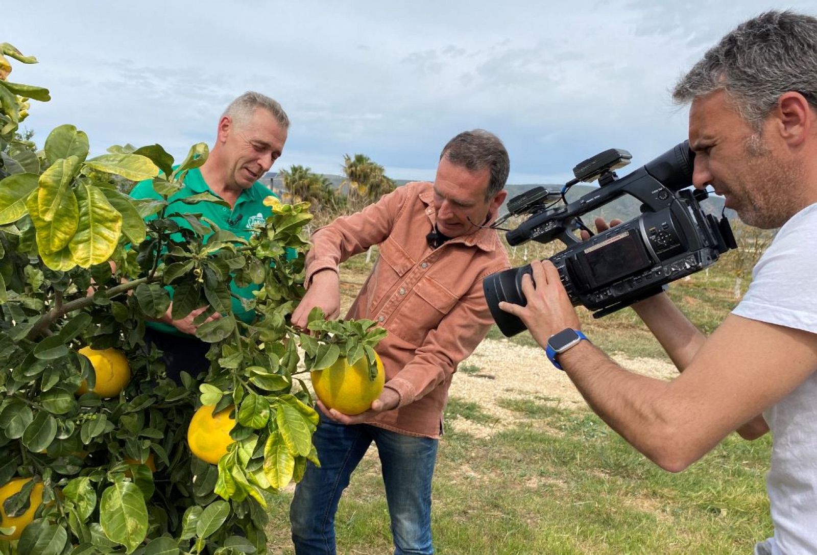 En España tenemos cítricos para presumir