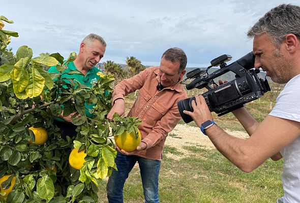 Aquí la Tierra - En España tenemos cítricos para presumir
