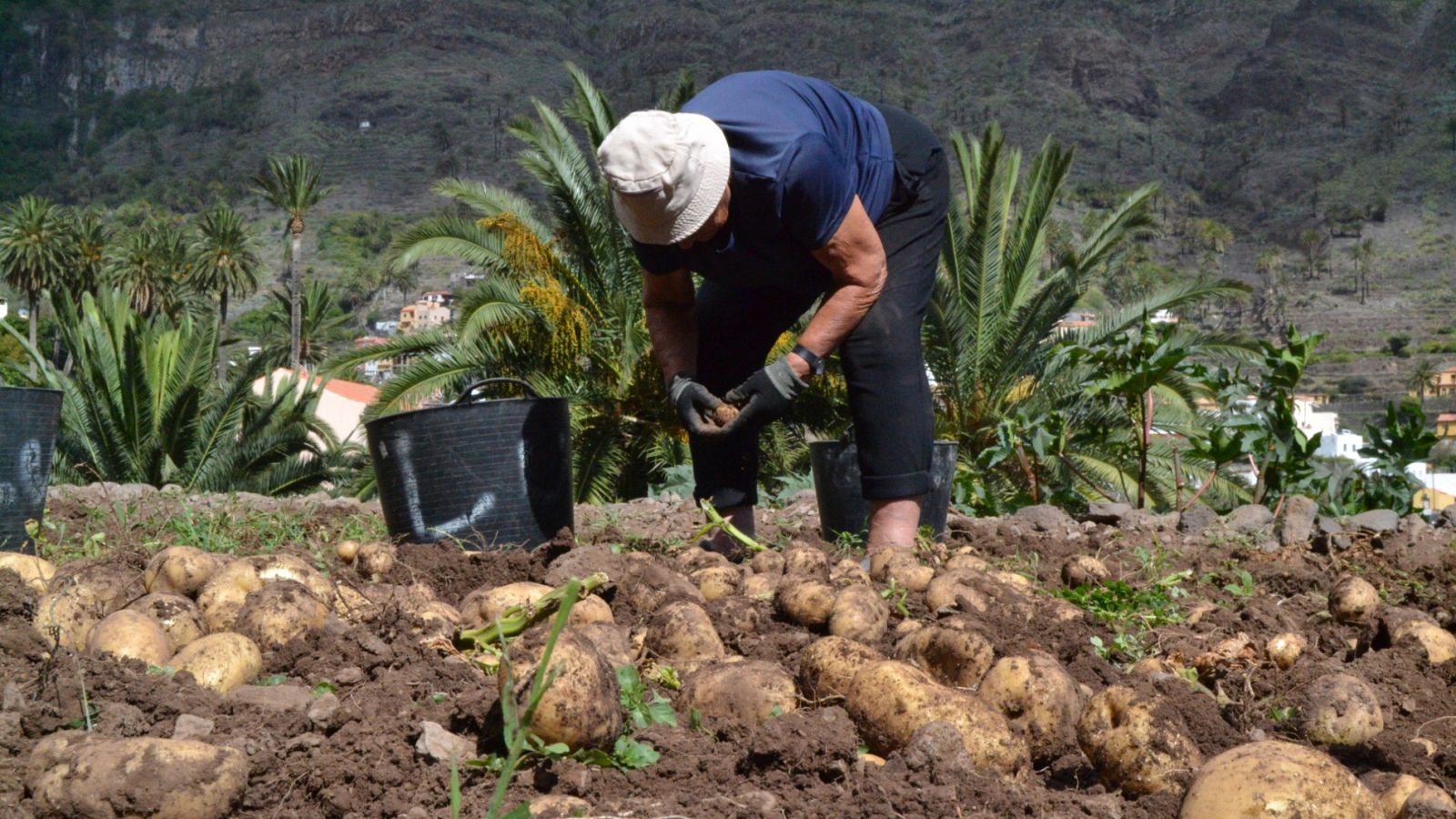 La crisis del coronavirus lleva a campo a nuevos temporeros