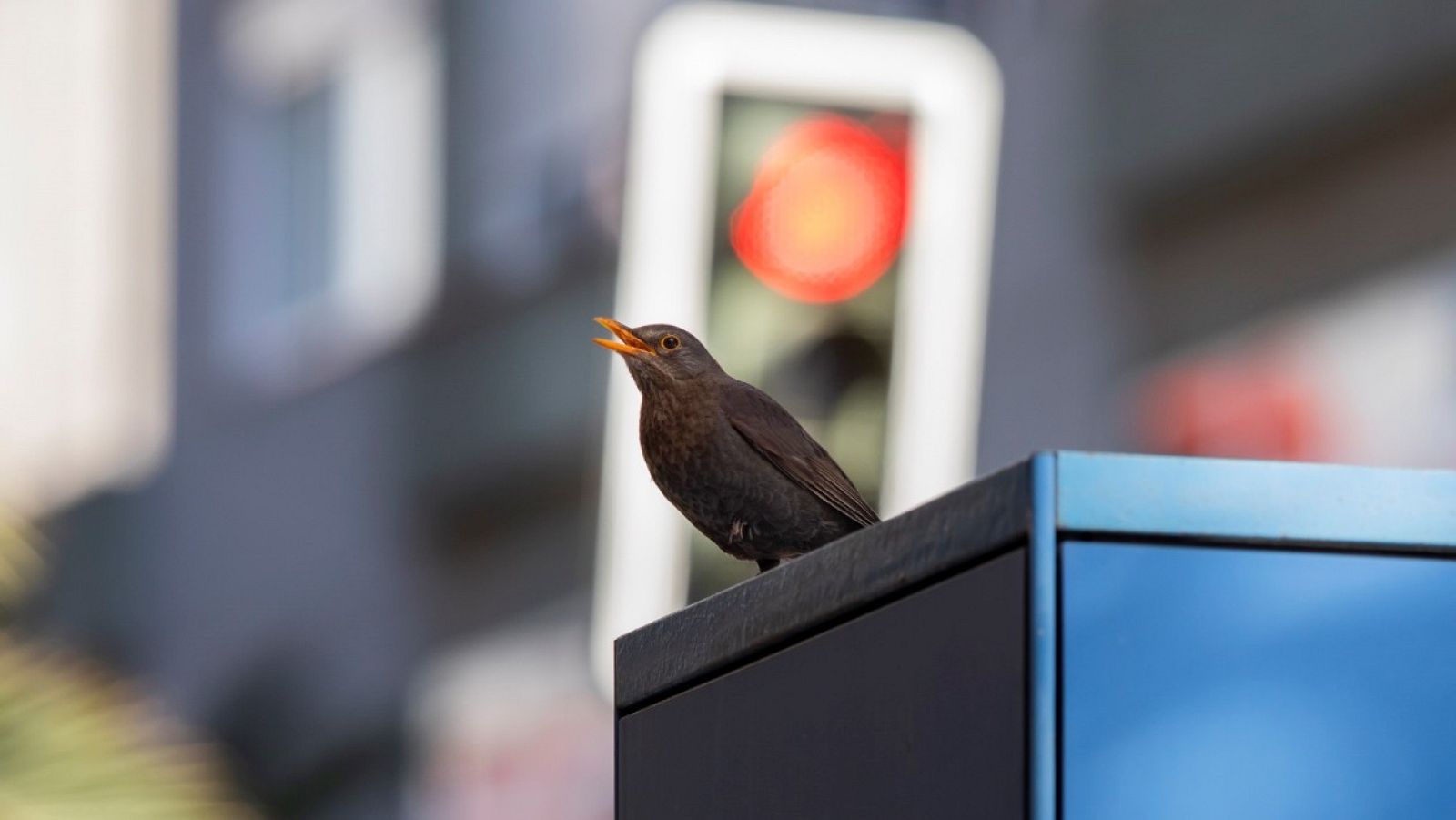 Desiende la contaminación acústica y aumentan la denuncias de vecinos por ruido durante el confinamiento