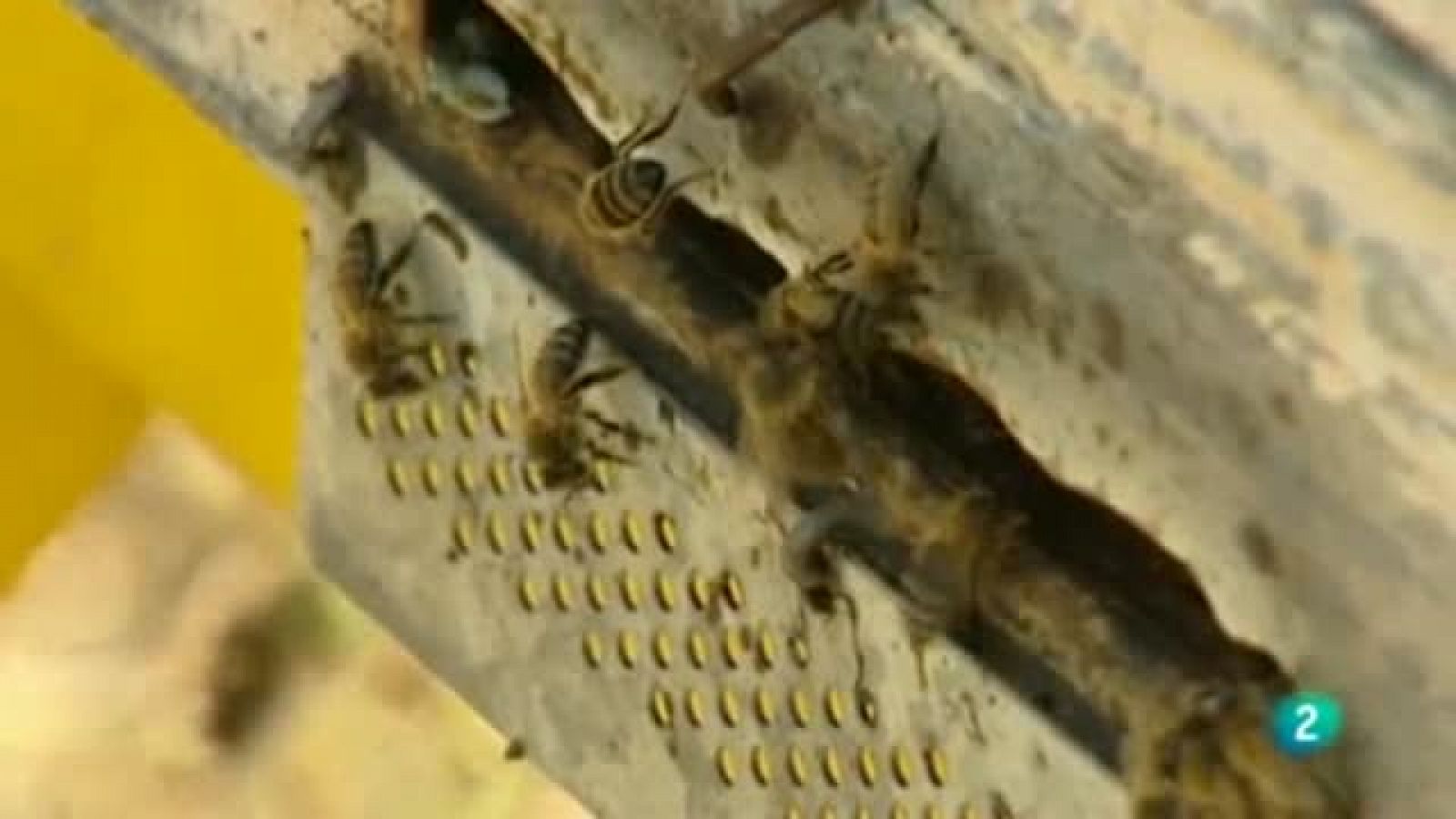 La aventura del Saber: Museo de las abejas | RTVE Play