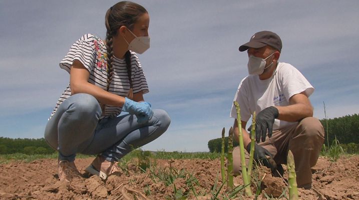 Aquí la Tierra - ¿Cuánto tardan en crecer los espárragos?