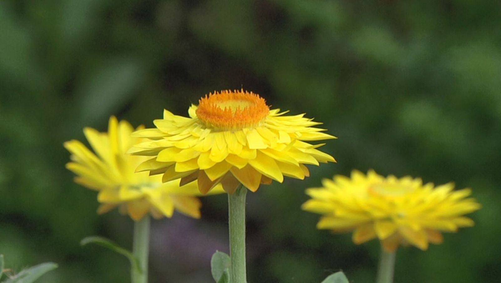 ¿Cómo afectan las plantas a nuestros sentidos? 