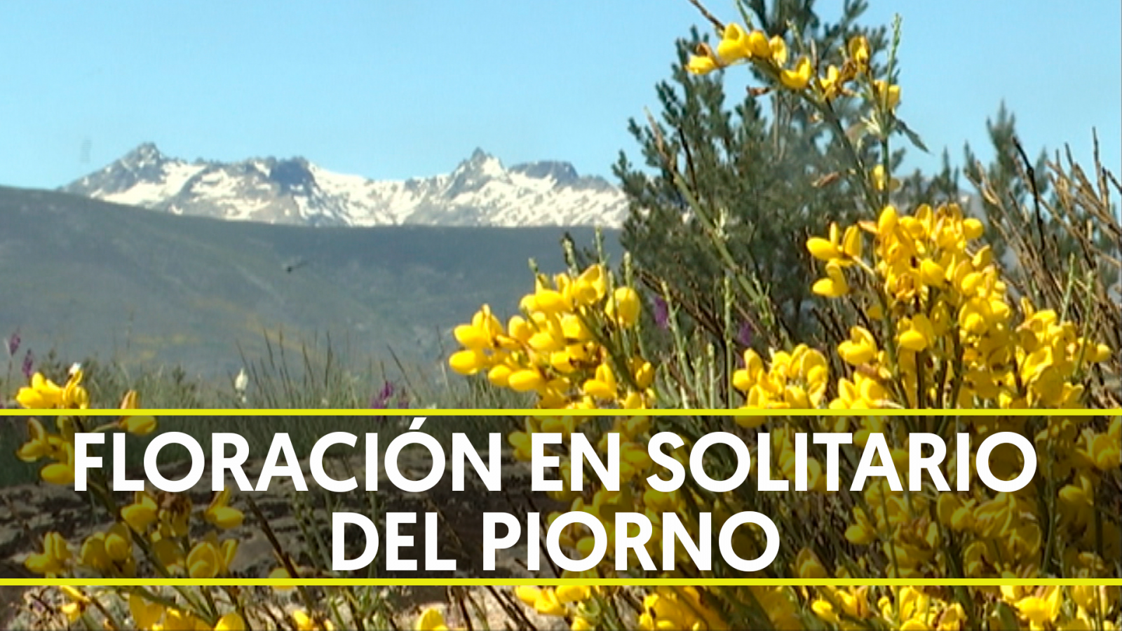 Floración digital del piorno en la Sierra de Gredos