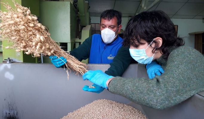 Garbanzos de Valseca, pequeños tesoros 