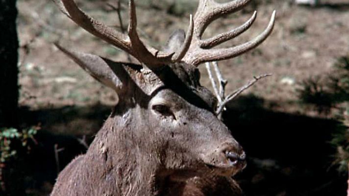 El hombre y la Tierra - Los señores del bosque II