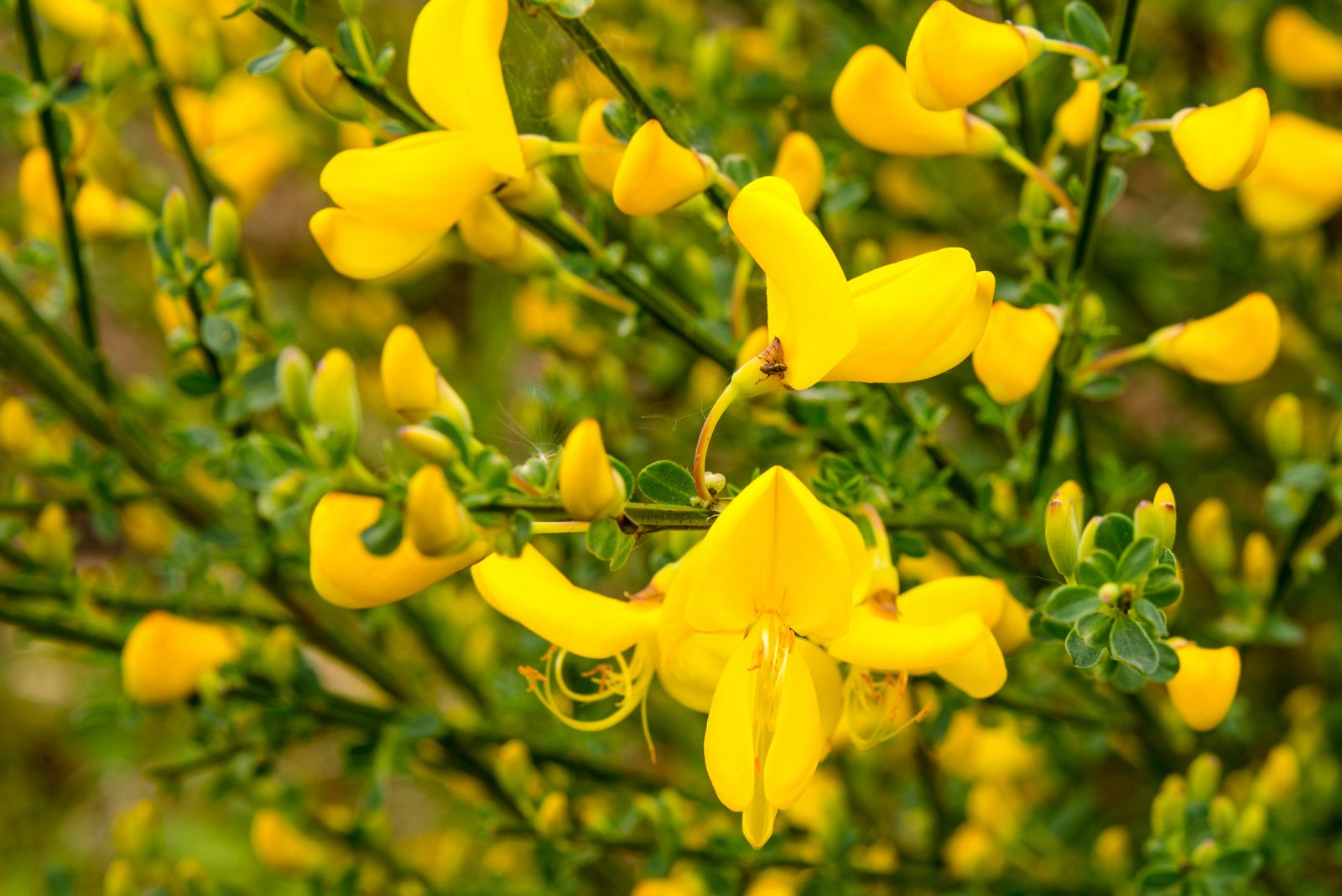 Los piornos en flor tiñen de amarillo la Sierra de Gredos (Ávila)