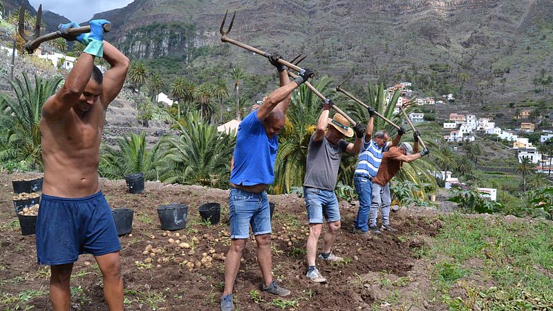 El Gobierno prorroga hasta el 30 de septiembre las medidas para facilitar la contratación de temporeros para la agricultura