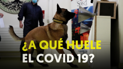 Francia entrena a perros para rastrear el COVID-19