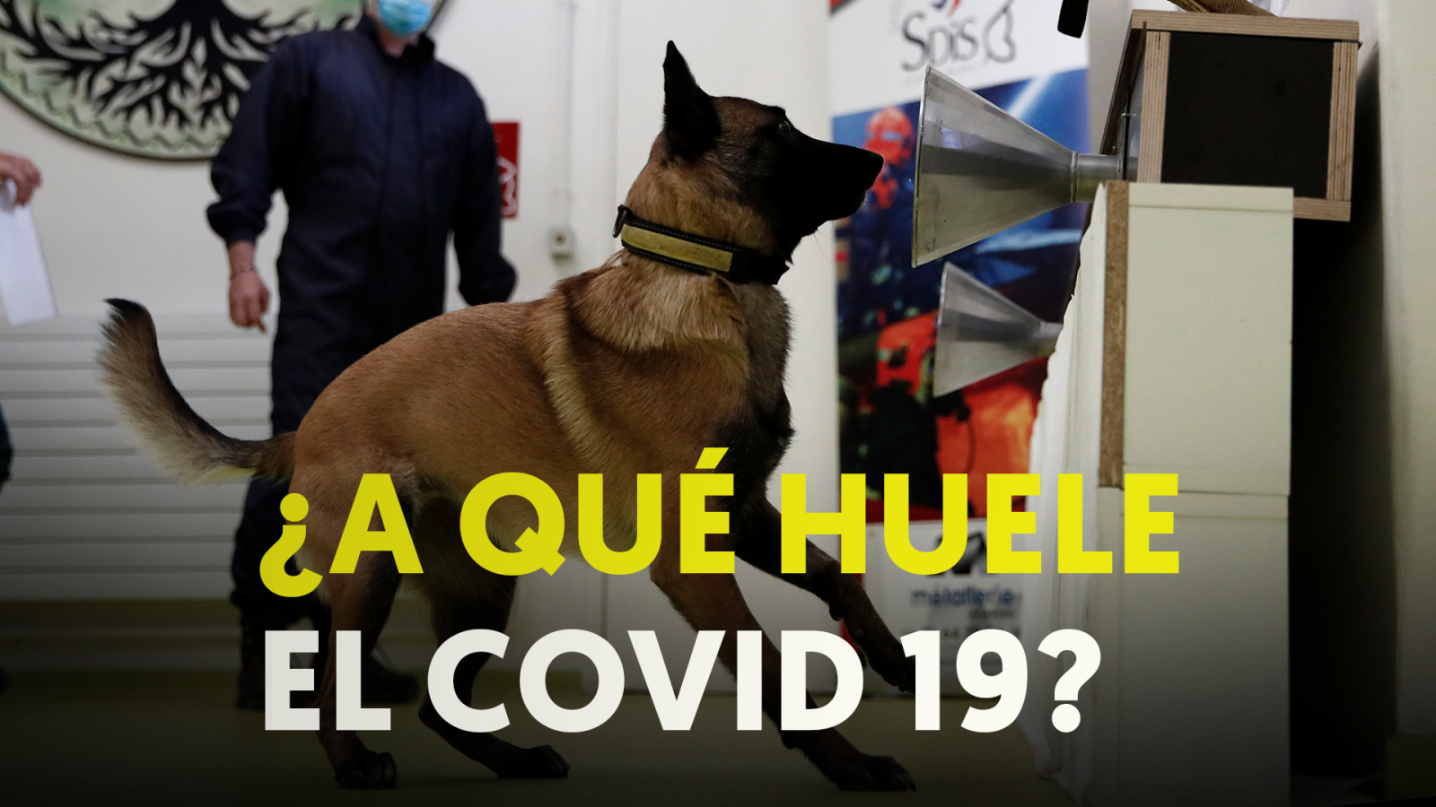 Coronavirus: Perros para rastrear el infectados de COVID-19