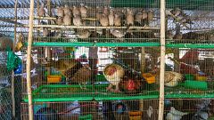 China controlará el consumo y la venta de animales salvajes