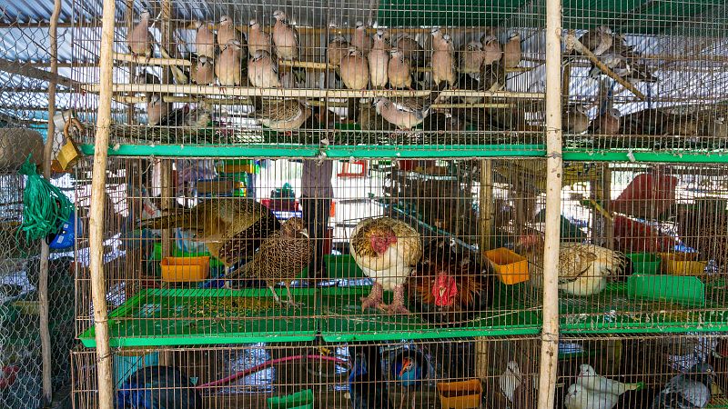 China ha inensificado los controles en los mercados y los castigos por la venta de animales salvajes, que algunas investigaciones señalan como origen de la pandemia de coronavirus. En Pekín, los ciudadanos son más conscientes ahora del riesgo de su c
