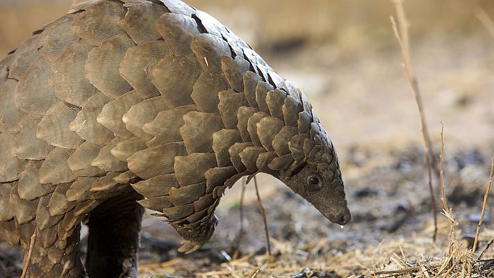 No comas pangolín: los mercados de animales en China, en el punto de mira