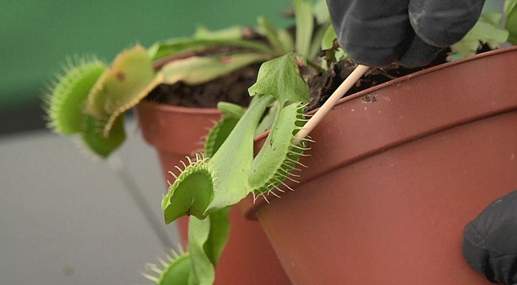 Cómo plantar plantas carnívoras 