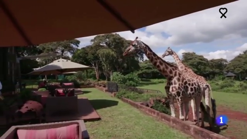 Las jirafas se adueñan de uno de los hoteles más famosos de Kenia, cerrado por el coronavirus