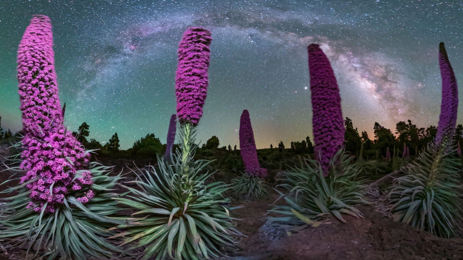 El tajinaste rojo del Teide, una explosión de naturaleza en plena desescalada