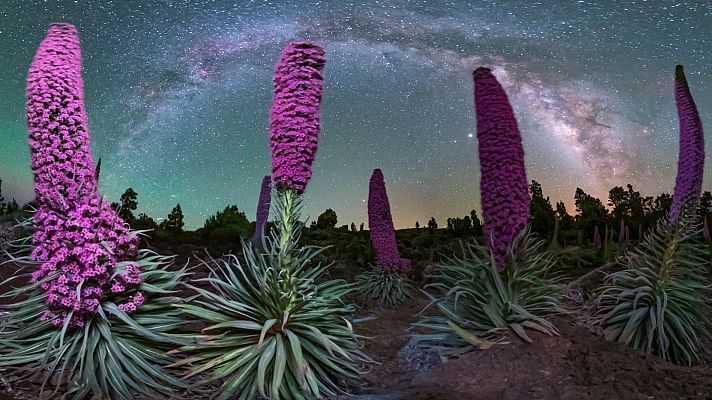 El tajinaste rojo del Teide, una explosión de naturaleza