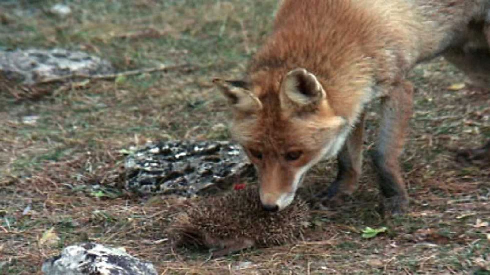 El hombre y la Tierra (Fauna Ibérica) - Los pequeños matadores, 1 - RTVE.es