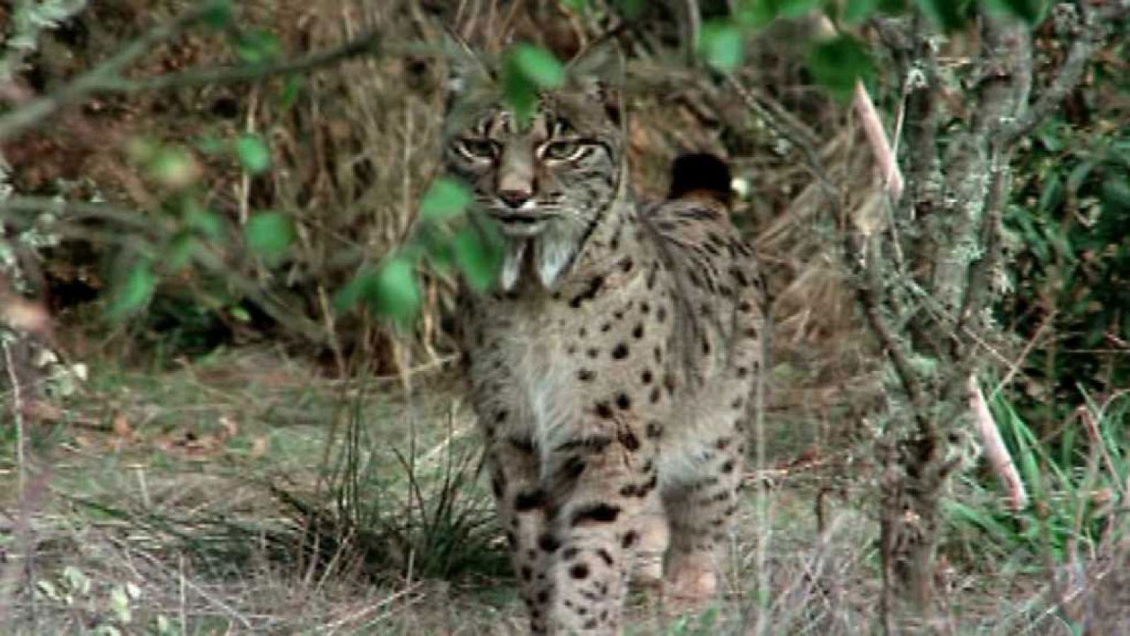 El hombre y la Tierra (Fauna Ibérica) - Los pequeños matadores, 2 - RTVE.es