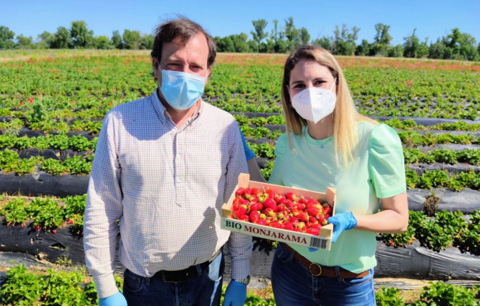 Todo lo que no sabías sobre las fresas