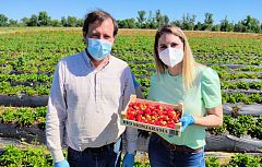 Aquí la tierra - Fresas de leche y otras curiosidades