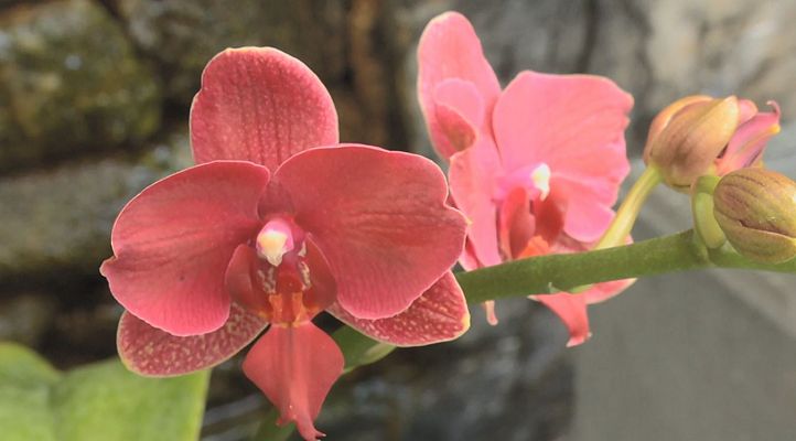 El mundo mágico de la orquídea