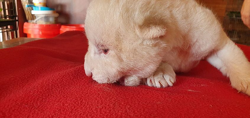 Damos la bienvenida al primer león blanco nacido en España